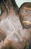 ausgestopfter Primat